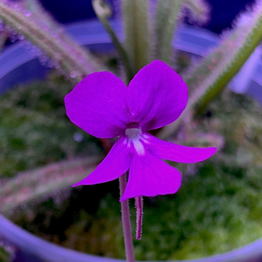Pinguicula x moranensis
