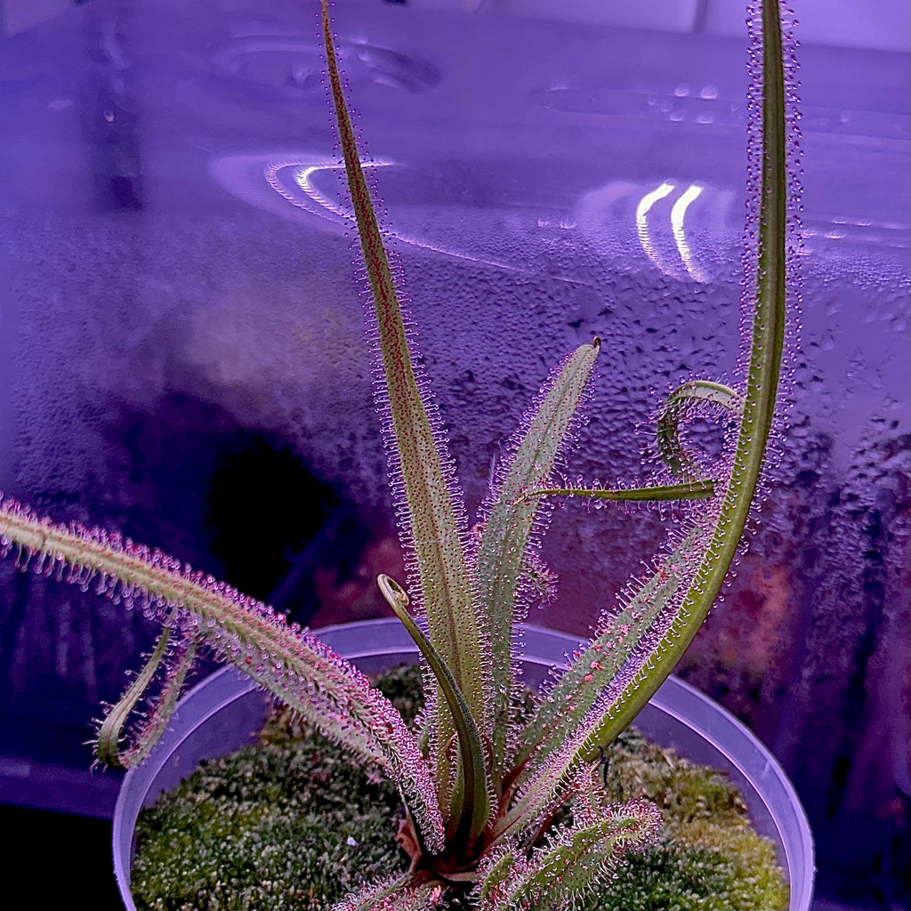 Drosera regia