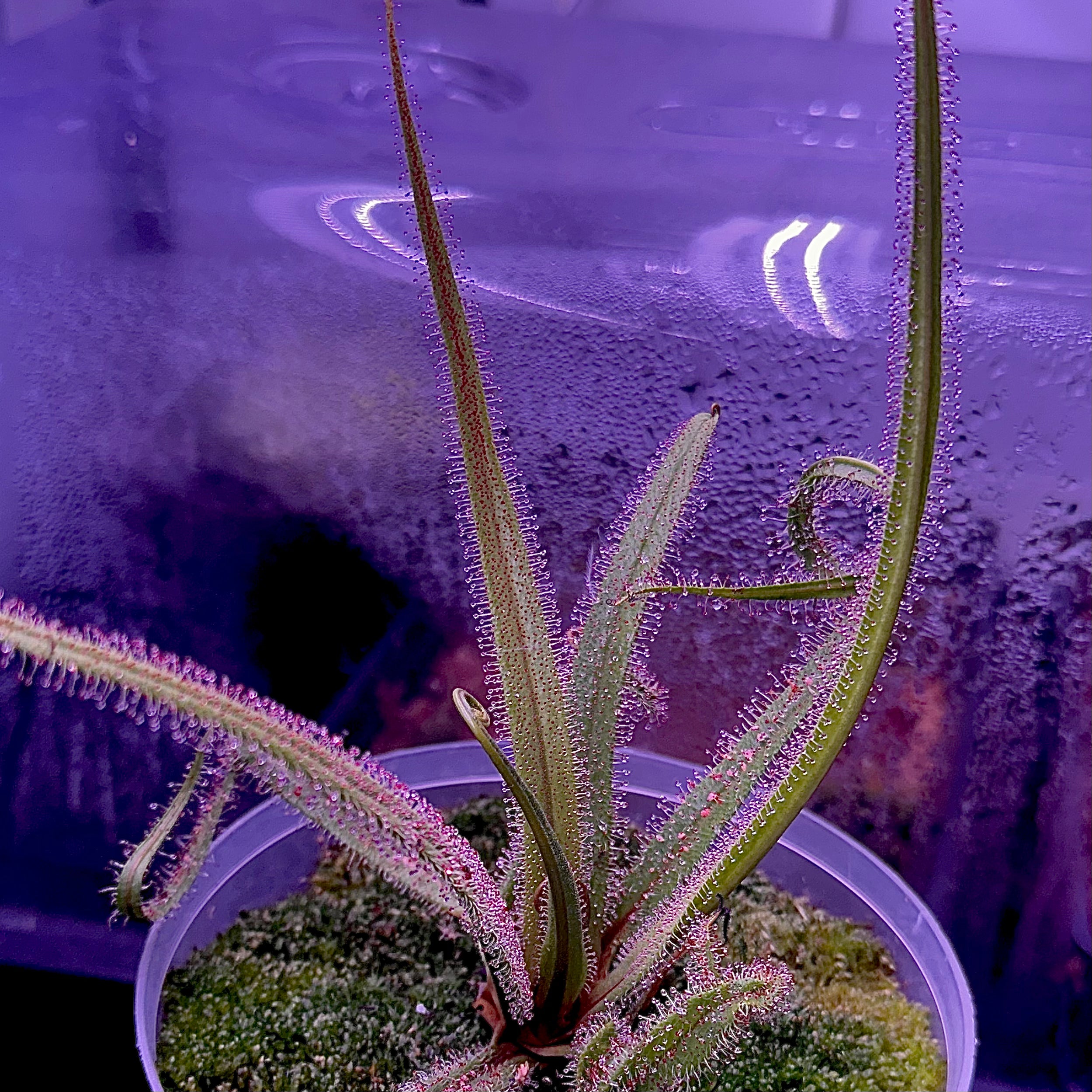 Drosera regia