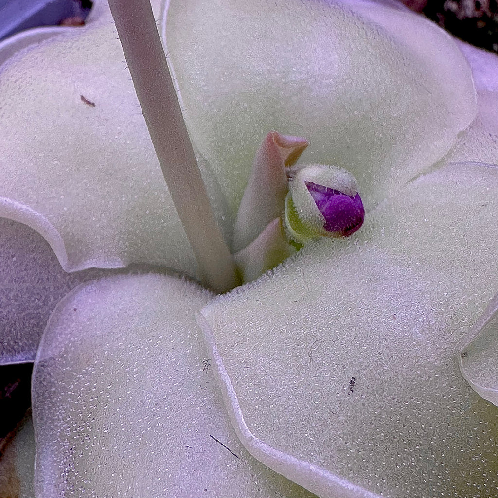 Pinguicula x moranensis