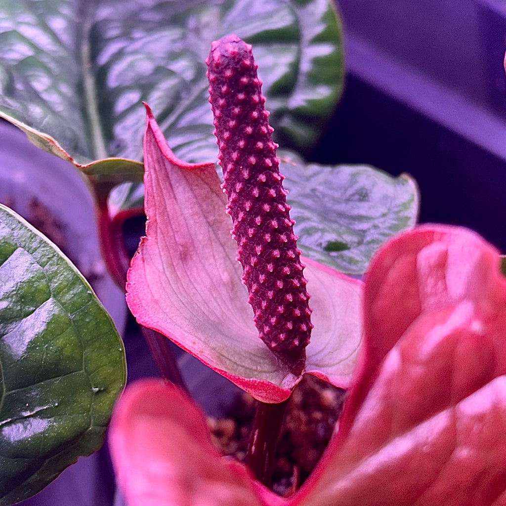 Anthurium radicans x luxurians