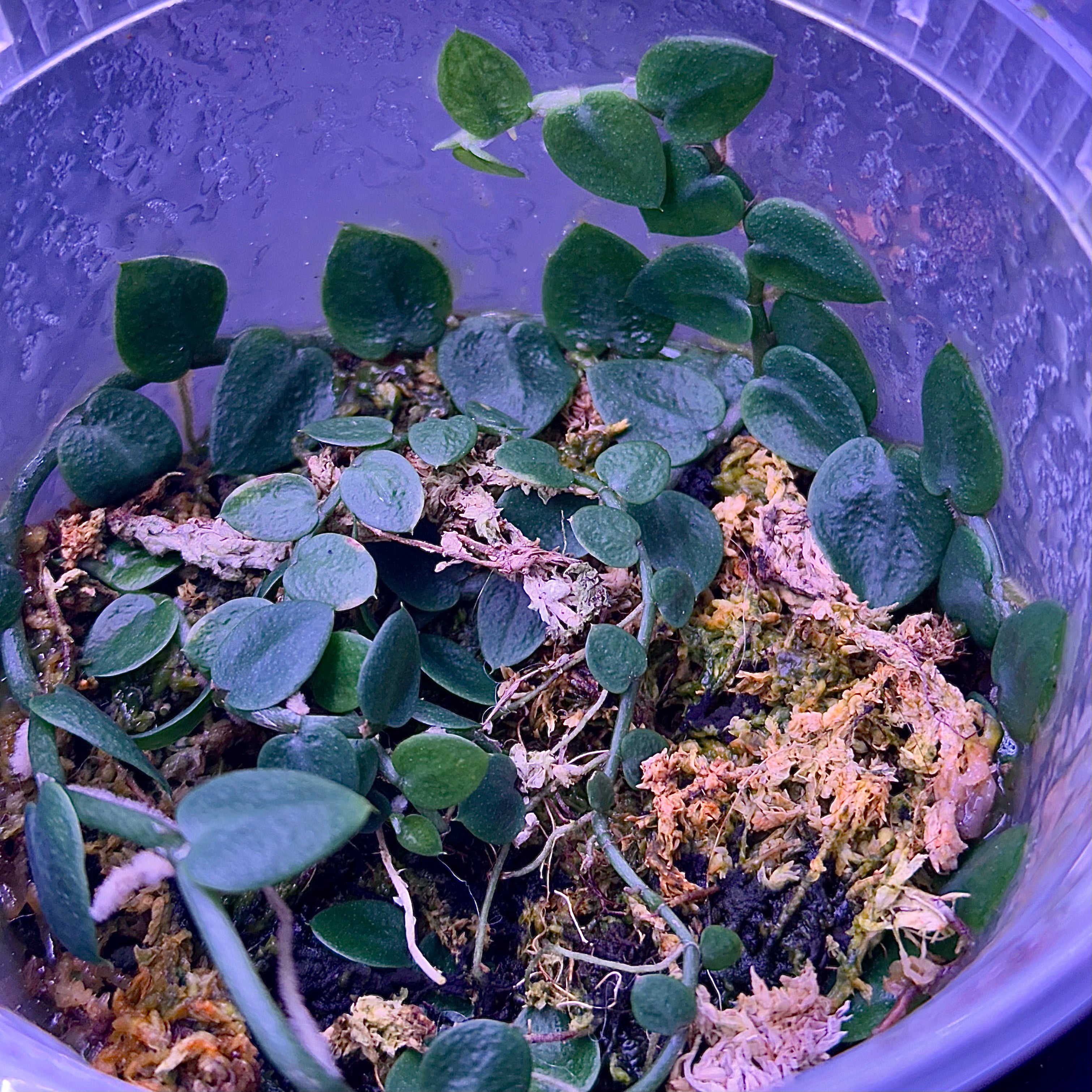 Rhaphidophora pachyphylla 'Malaysia'