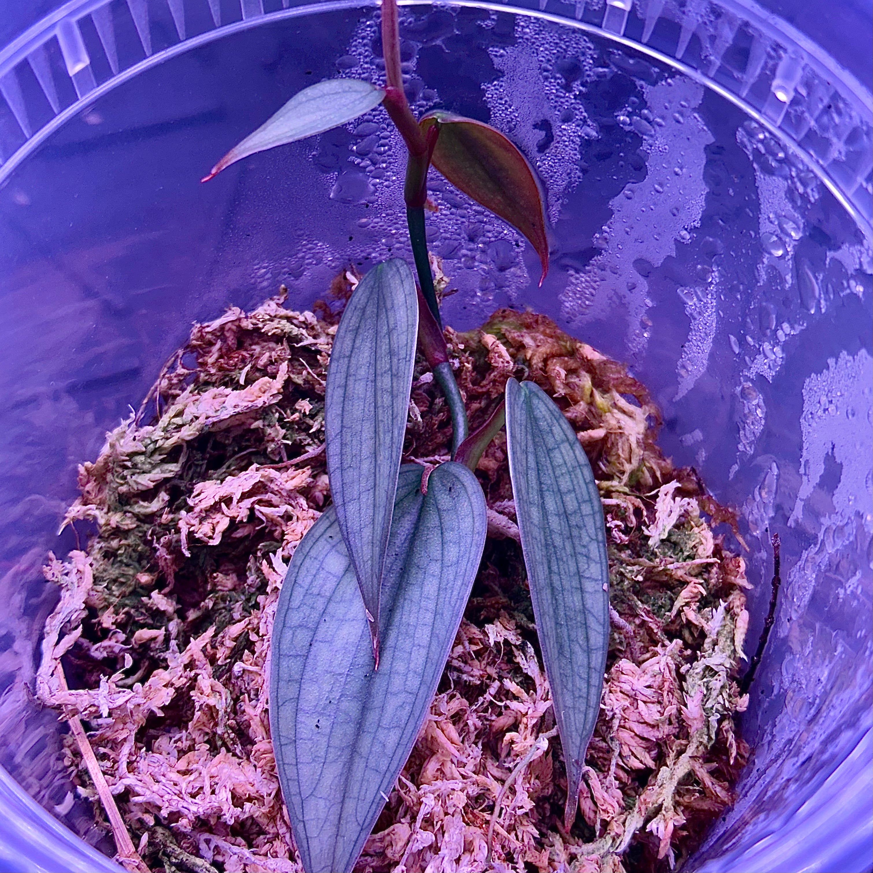 Philodendron ‘Burle Marx Fantasy’