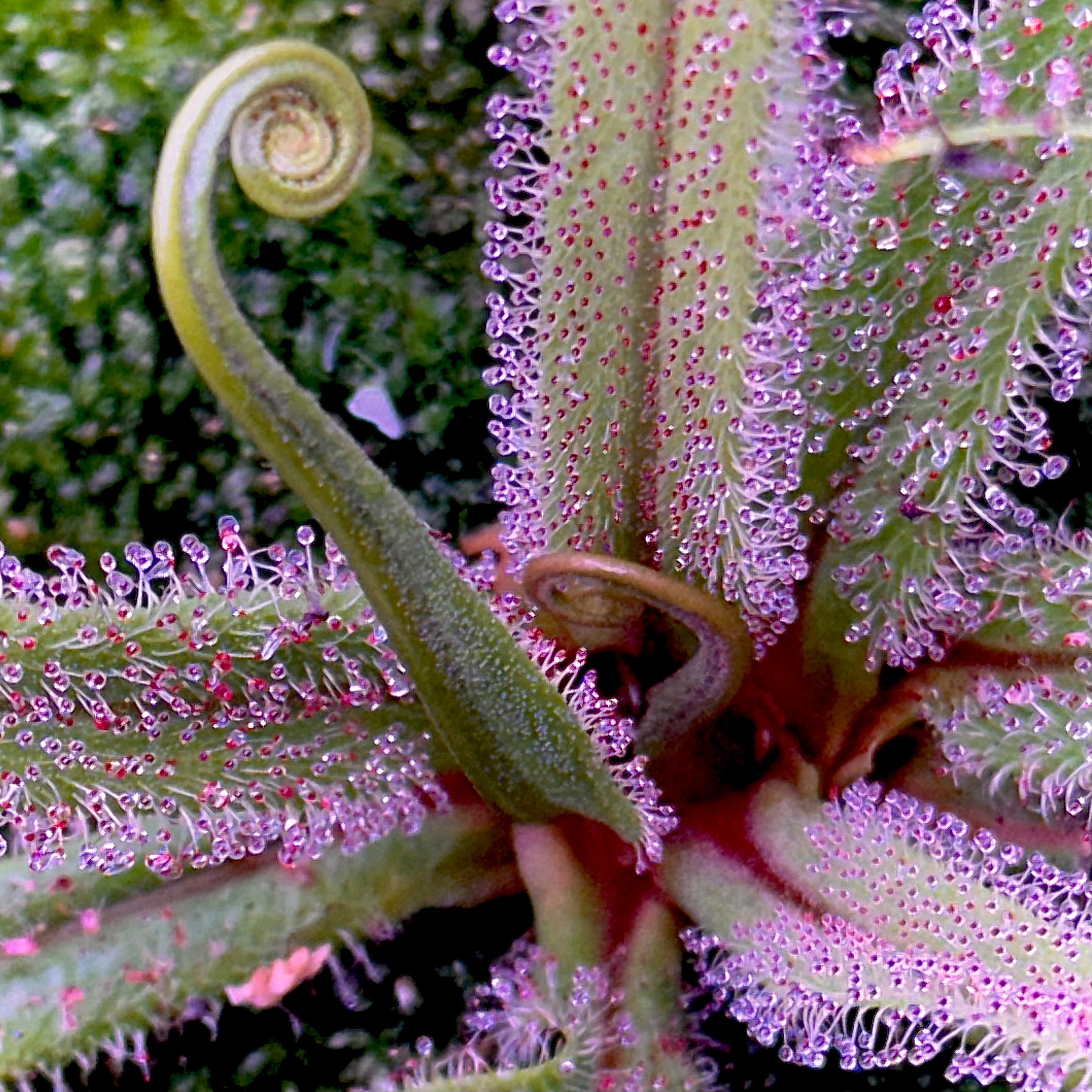 Drosera regia