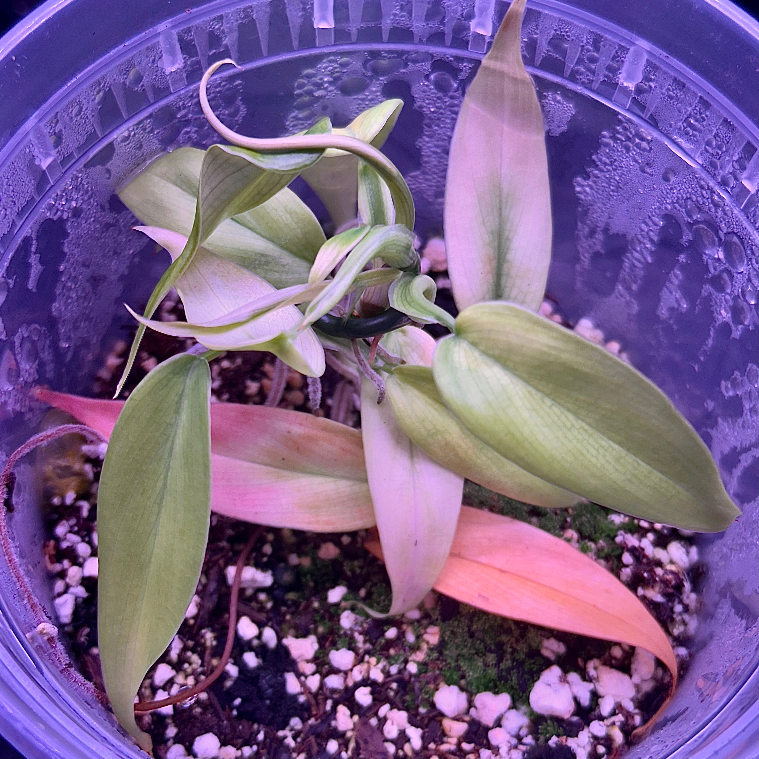 Philodendron sp. 'Loreto, Peru’ [#1]