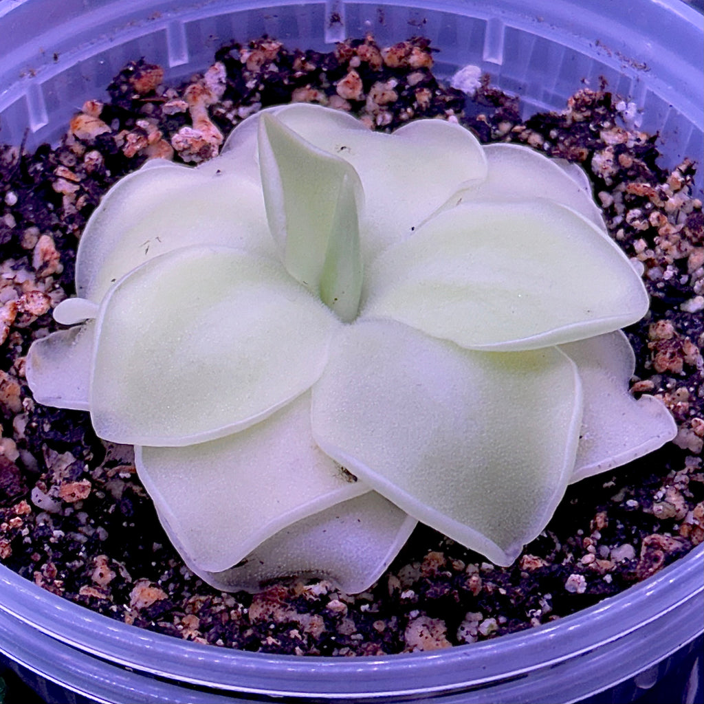 Pinguicula x moranensis