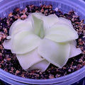 Pinguicula x moranensis