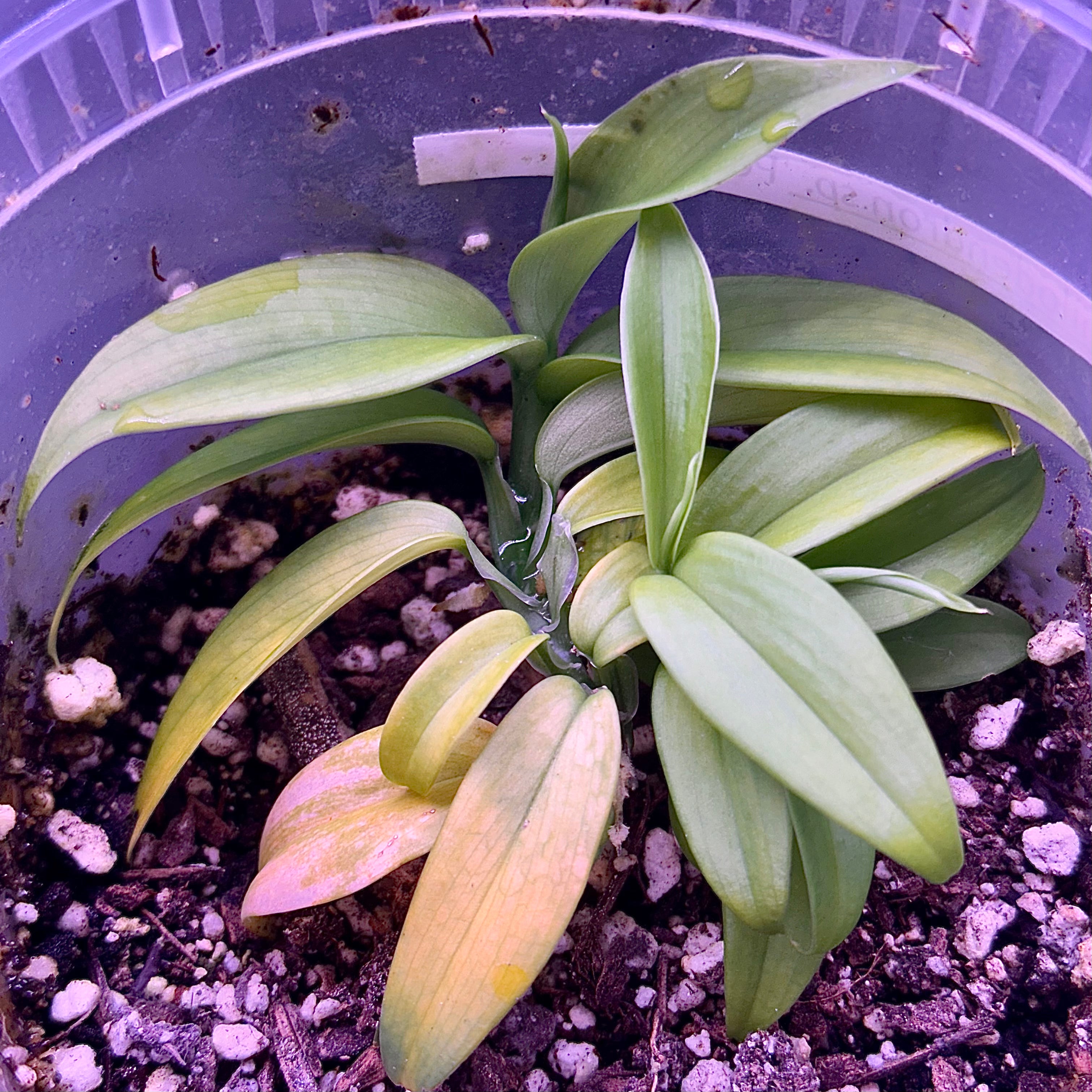 Philodendron sp. Peru [#1]