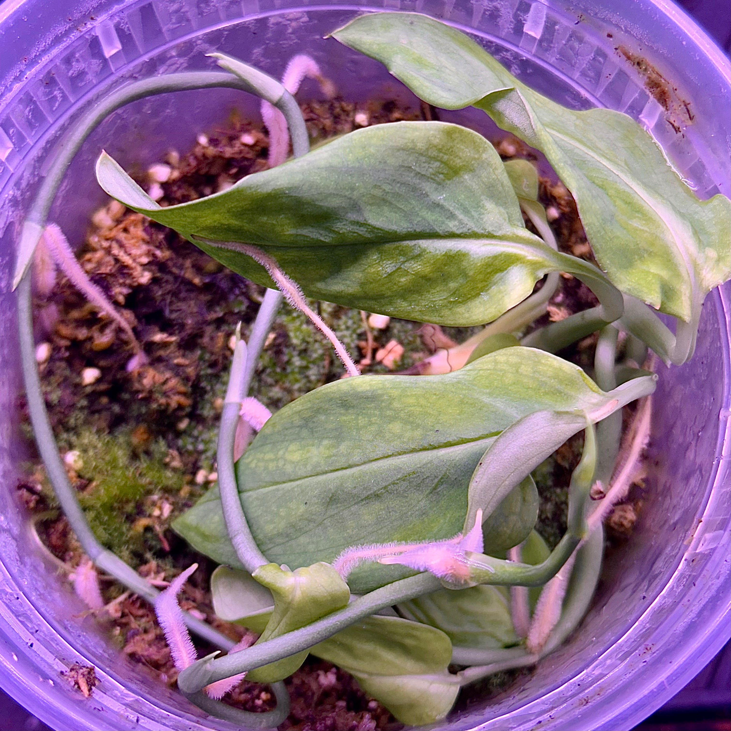 Monstera sp. 'Light Velvet, Loreto, Peru'